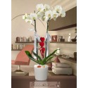 Çift dallı beyaz orkide