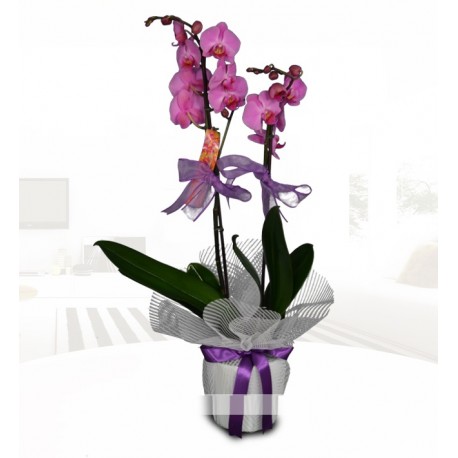 Çift dallı mor orkide