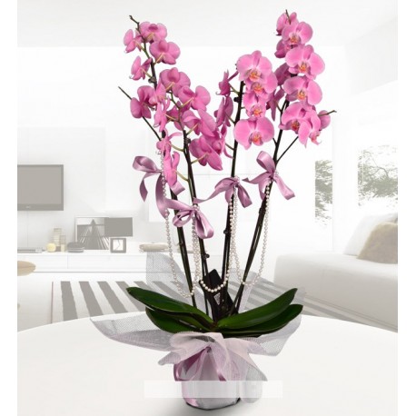 Dörtlü pembe orkide