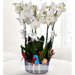 Beş dallı beyaz orkide
