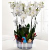 6 dallı beyaz orkide