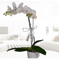 Tek dallı beyaz orkide